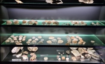 Sintrum foar Natuer en Lânskip