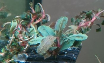 Onlineaquariumspullen