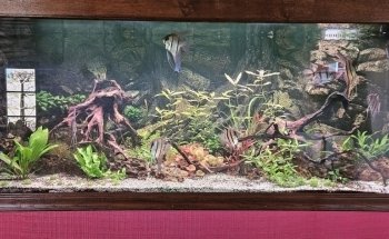 Onlineaquariumspullen