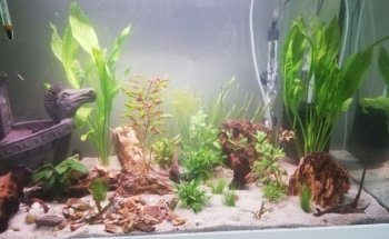 Onlineaquariumspullen