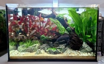 Onlineaquariumspullen