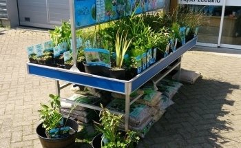 Aquariumplantenshop