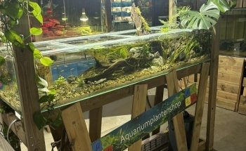 Aquariumplantenshop