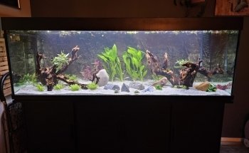Aquariumplantenshop