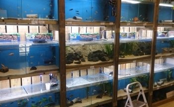 Aquariumplantenshop