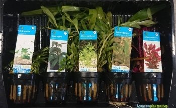 Aquariumplantenshop