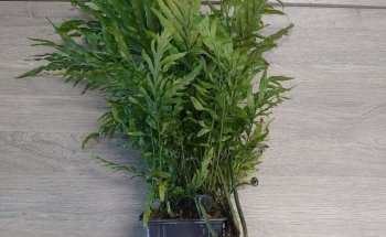 Aquariumplantenshop