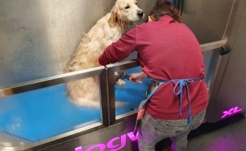 Dierenexpert Benji