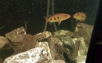 Rebbies Fish