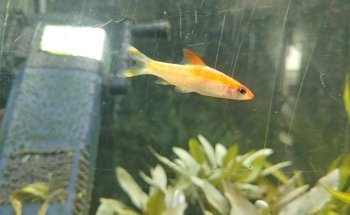 Rebbies Fish