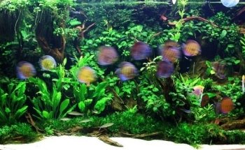 Rebbies Fish