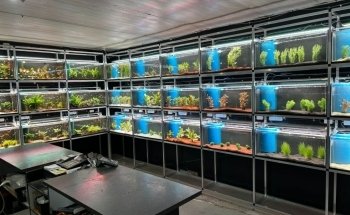 Rebbies Fish