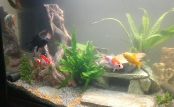 Rebbies Fish