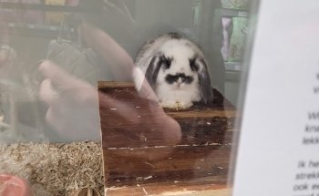 Pets Place