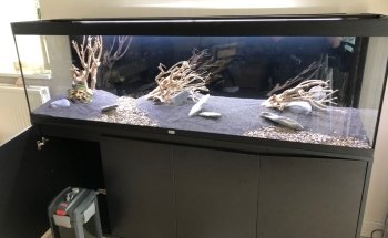 Spierings Fish