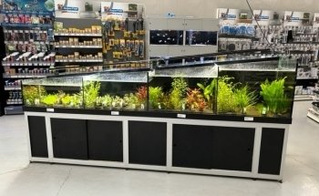 Spierings Fish