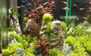 Spierings Fish