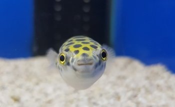Spierings Fish