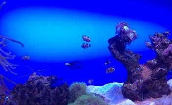 Palma Aquarium