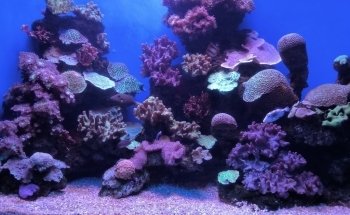 Palma Aquarium