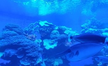 Palma Aquarium