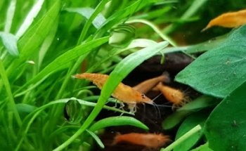 Hobby Aquarium