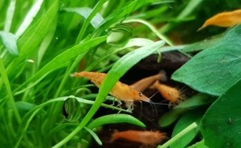 Hobby Aquarium