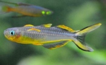 Hobby Aquarium