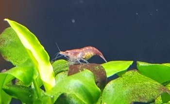 Hobby Aquarium