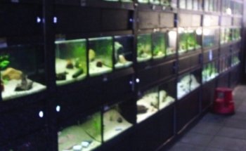 Bovis vijvers & aquaria