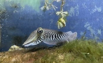 Blue Reef