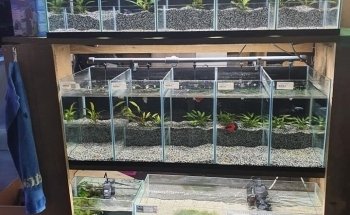 Aquariumexpert Zoetermeer