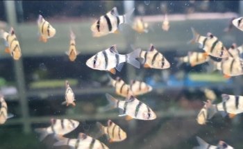 Aquariumexpert Zoetermeer