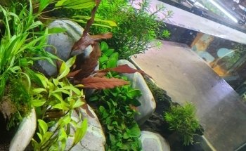 Aquariumexpert Zoetermeer