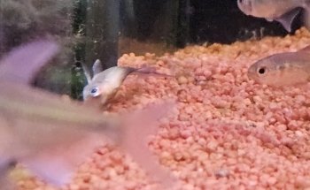 Aquariumexpert Zoetermeer