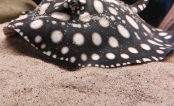 Royal Stingray