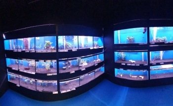 Royal Stingray
