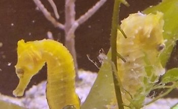Aquariumbouw nederland