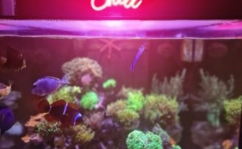 Aquariumbouw nederland