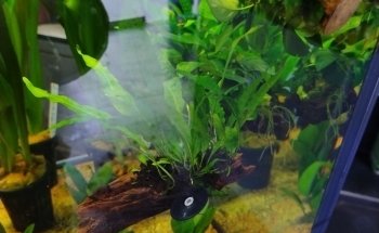 Aquariumbouw nederland