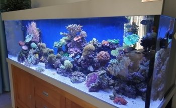Aquariumbouw nederland