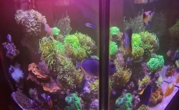Aquariumbouw nederland
