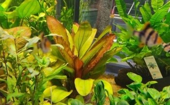 Aquariumbouw nederland