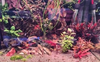 Aquariumbouw nederland