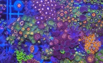 Imperator Corals