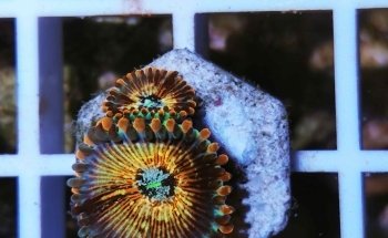 Imperator Corals