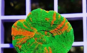 Imperator Corals