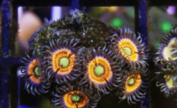 Imperator Corals