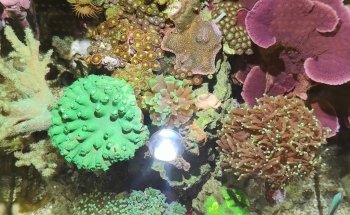 Imperator Corals