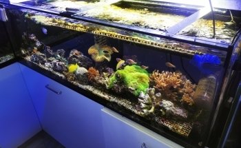 Imperator Corals
